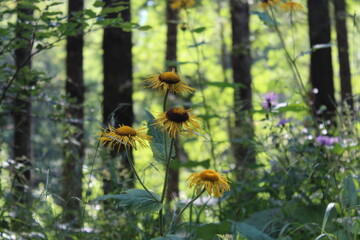 yellow flowers in the forest