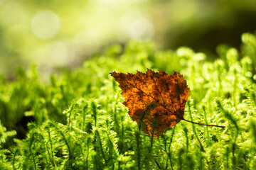 natural forest moss macro background. yellow autumn birch leaf glow in the sun in the moss