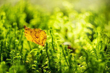 natural forest moss macro background. yellow autumn birch leaf glow in the sun in the moss