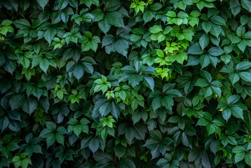 Fototapeta na wymiar Wild grape green wall background. Leaves of wild grapes. Wall of foliage grape background. Decorative green grape plant and leaves background.