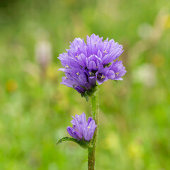 Campanula glomerata, known by the common names clustered bellflower or Dane's blood, is a species of flowering plant in the family Campanulaceae.