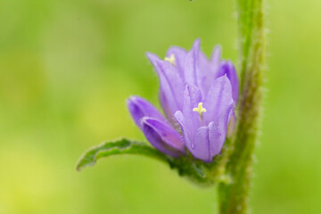 Campanula glomerata, known by the common names clustered bellflower or Dane's blood, is a species of flowering plant in the family Campanulaceae.