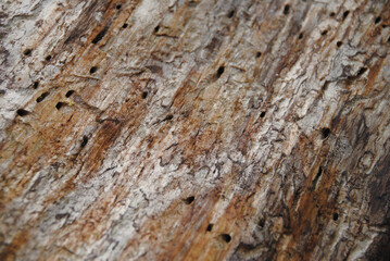 holz mit kleine löchern, rau hintergrund