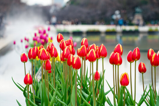 噴水池 Images Browse 79 Stock Photos Vectors And Video Adobe Stock