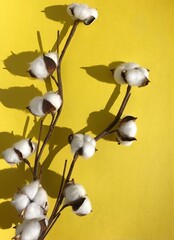 branch of cotton 