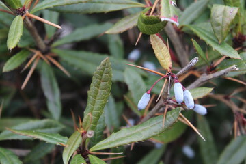 green praying mantis