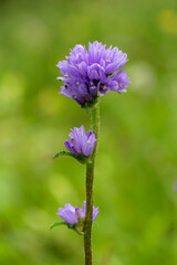 Campanula glomerata, known by the common names clustered bellflower or Dane's blood, is a species of flowering plant in the family Campanulaceae.