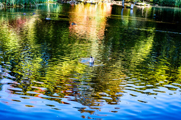 duck swimming in water