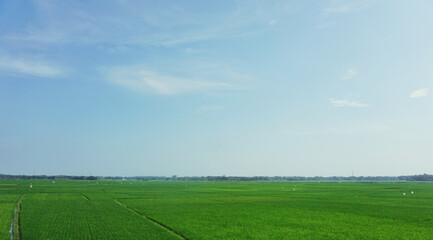 Green rice plain with blue skies