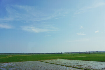 Green rice plain with blue skies