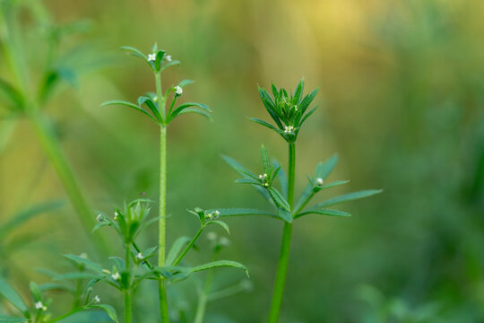 The Cleavers (Galium aparine) have been used in the traditional medicine for treatment of disorders of the diuretic, lymph systems and as a detoxifier. Cleavers (Galium aparine) flowers close-up.