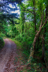 Trail way through sunny woods in Liguria.Trail through lush green forest