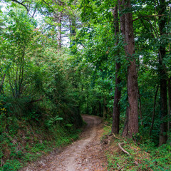 Obraz premium Trail way through sunny woods in Liguria.Trail through lush green forest