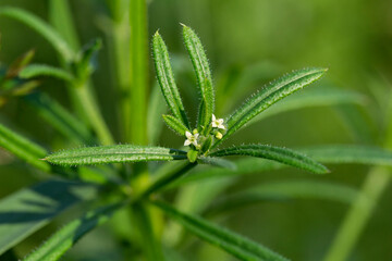 The Cleavers (Galium aparine) have been used in the traditional medicine for treatment of disorders...