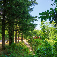 Trail way through sunny woods in Liguria.Trail through lush green forest