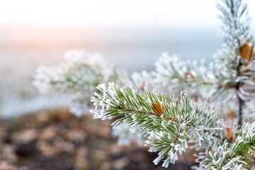 Naklejka na ściany i meble Close-up natural evergreen pine or spruce tree branch green needles covered with icy hoarfrost snow at morning sunrise time. Early frost autumn weather season concept. Nature forest background