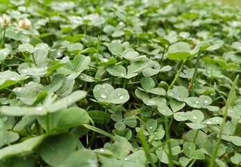 water drops on a plant