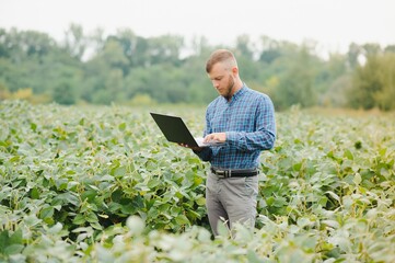 Agronomist inspecting soya bean crops growing in the farm field. Agriculture production concept. young agronomist examines soybean crop on field in summer. Farmer on soybean field