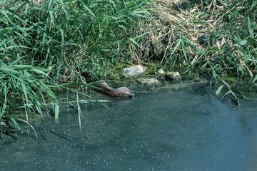 Spilled garbage to small river. Empty used dirty plastic bottles float in canal water. Pollution of environment by household waste. Ecological problem. River contaminated with various garbage