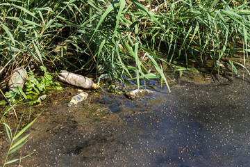 Large amount of debris and dirty wastewater causes rapid growth of algae in lake. Water pollution. Ecological problem. Sewage sewage dirty water flows in an open city channel