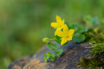 Lysimachia nummularia (syn. Lysimachia zawadzkii Wiesner) is a species of flowering plant in the family Primulaceae.