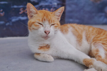 orange cat chilling