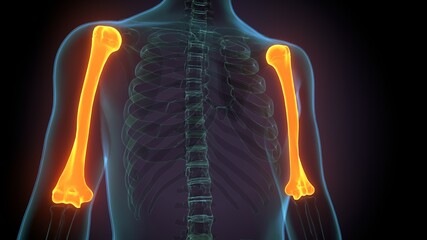 3d render of human body skeleton  Humerus Bone  anatomy