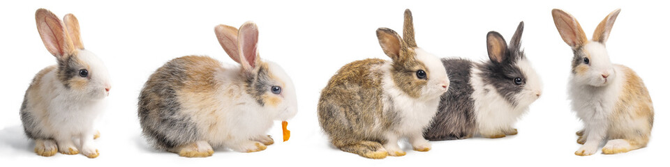 Fototapeta premium Group of Little brown and white rabbits in many actions on white background with clipping path.