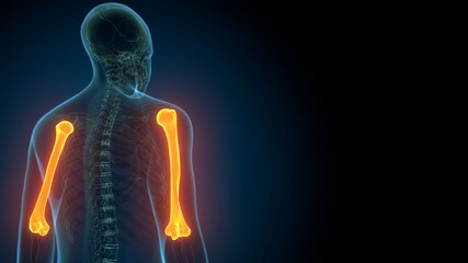 3d render of human body skeleton  Humerus Bone  anatomy