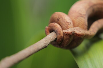 Candoia carinata snake, known commonly as the Pacific ground boa or the Pacific keel-scaled boa