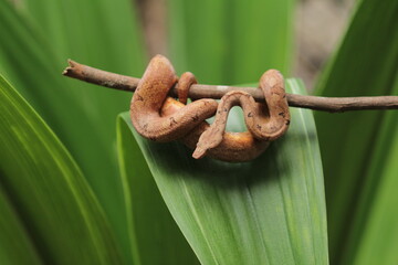 Candoia carinata snake, known commonly as the Pacific ground boa or the Pacific keel-scaled boa