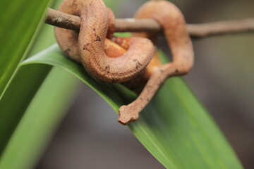 Candoia carinata snake, known commonly as the Pacific ground boa or the Pacific keel-scaled boa