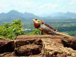 iguana on the rock at Sigiriya, Sri Lanka