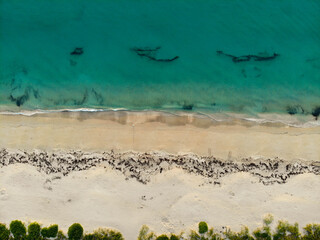 beach and sea aerial top down