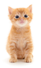 Kitten on white background.