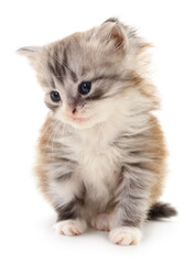 Kitten on white background.