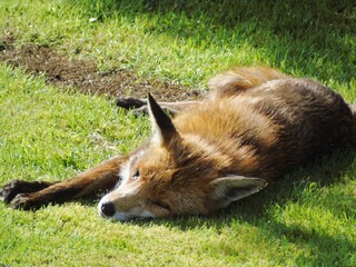 fox in the grass