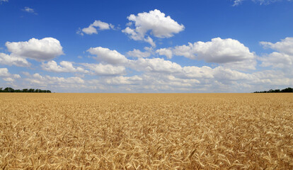 Grain agricultural field