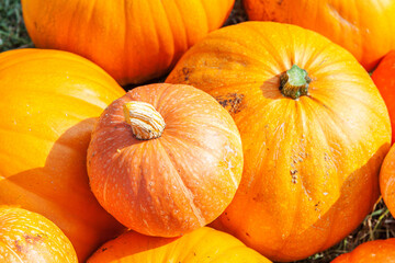 Natural autumn fall view pumpkin on eco farm background. Inspirational october or september wallpaper. Change of seasons, ripe organic food concept. Halloween party Thanksgiving day.