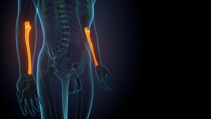Human skeleton anatomy Ulna Bone 3D Rendering For Medical Concept
