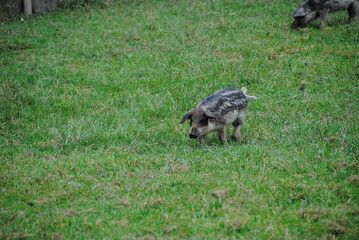 schweinebaby auf wiese