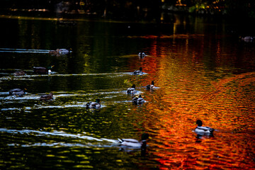 duck swimming in water
