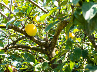 ripe yellow apple fruits on tree on sunny summer day