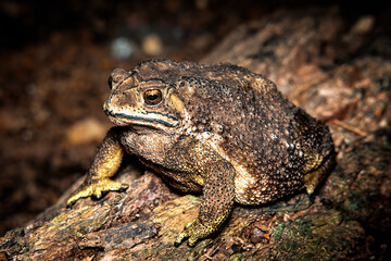 Closeup Asian toad on green leaves. Macro shot of wildlife animal.