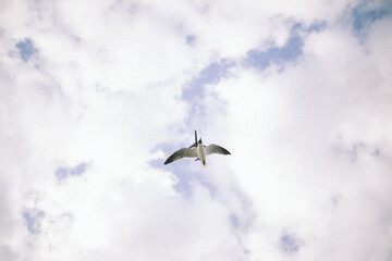 Volar