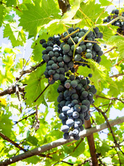 bunches of ripe red grapes on vines in rural vineyard on sunny summer day