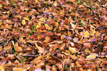 dry autumn leaves