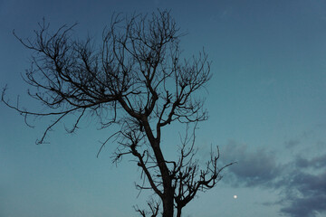 Silhouette of dying tree during dawn.