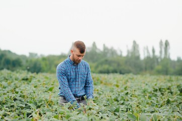 Farmer agronomist on a growing green soybean field. Agricultural industry.