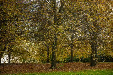 trees changing colour